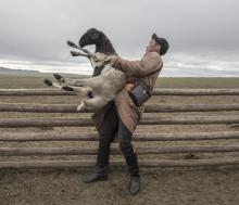 Eine Nomade wirft ein Schaf über einen Zaun