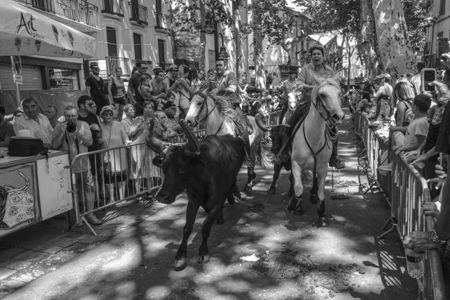 The Feria de Céret, Bullfighting in Pyrénées-Orientales - Dirk Gebhardt Photojournalist - Cologne
