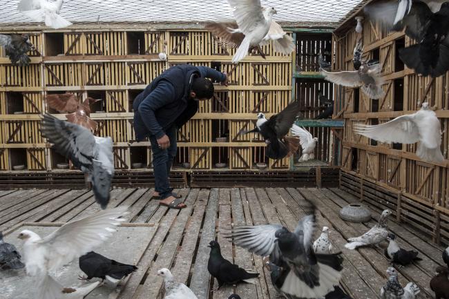 Pigeon Breeders of Cairo - Dirk Gebhardt Photojournalist