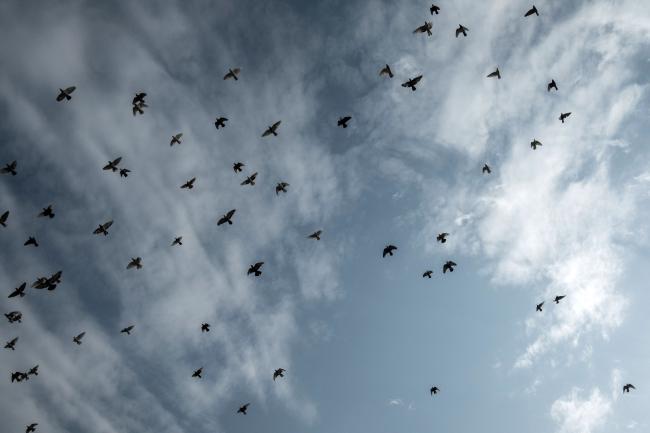 Pigeon Breeders of Cairo - Dirk Gebhardt Photojournalist